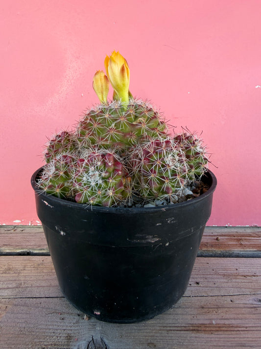 Mammillaria species (1069)