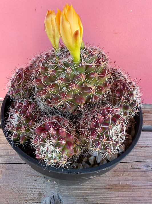 Mammillaria species (1069)