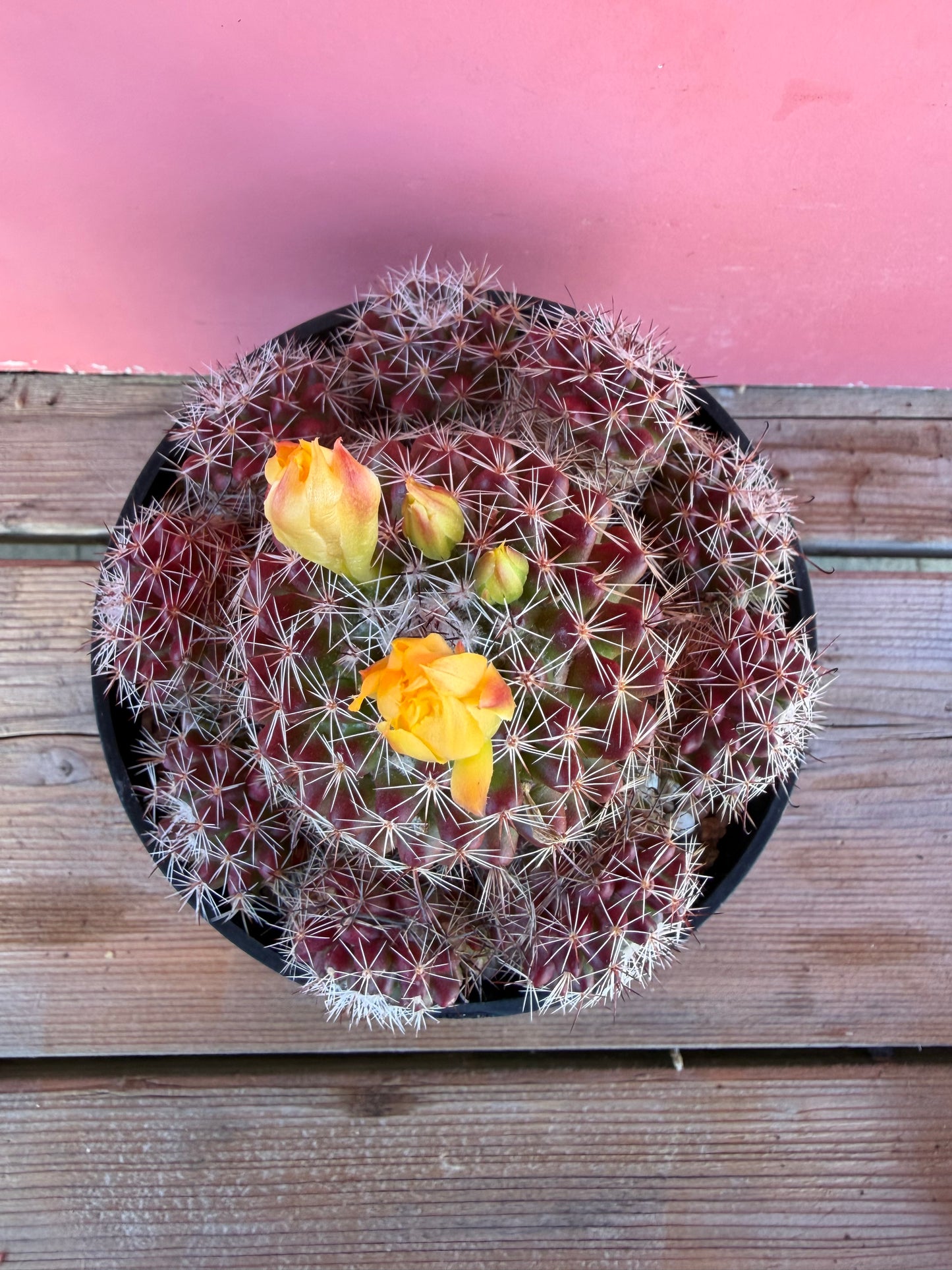 Mammillaria species (1069)