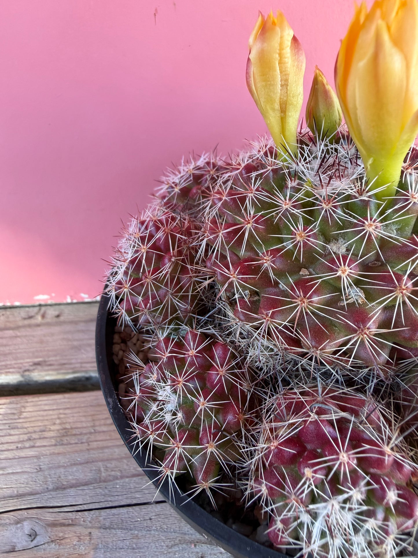 Mammillaria species (1069)