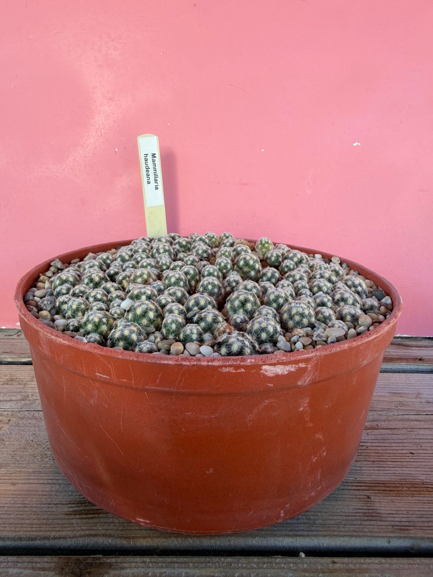 Mammillaria haudeana (1070)