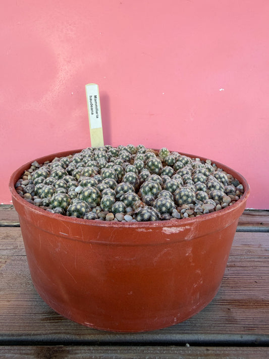 Mammillaria haudeana (1070)