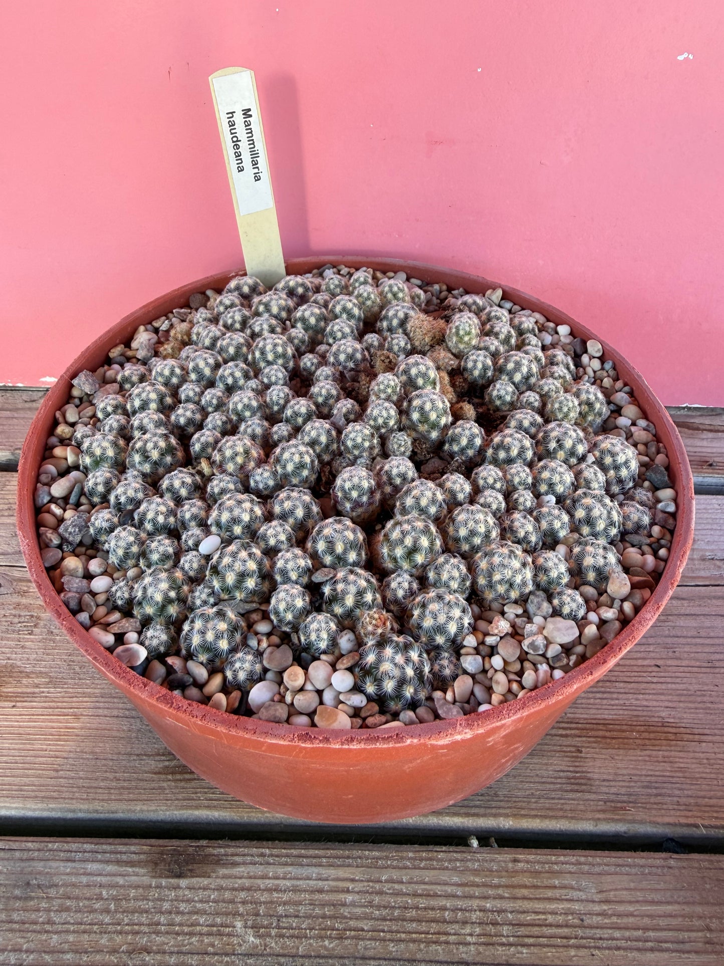 Mammillaria haudeana (1070)
