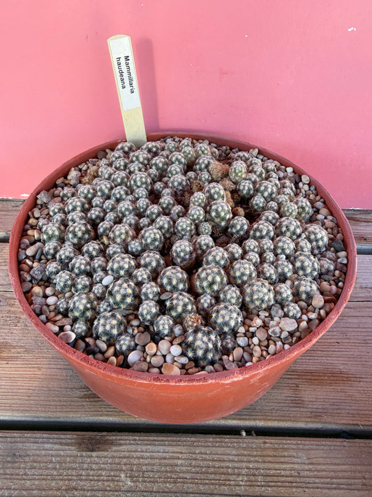 Mammillaria haudeana (1070)