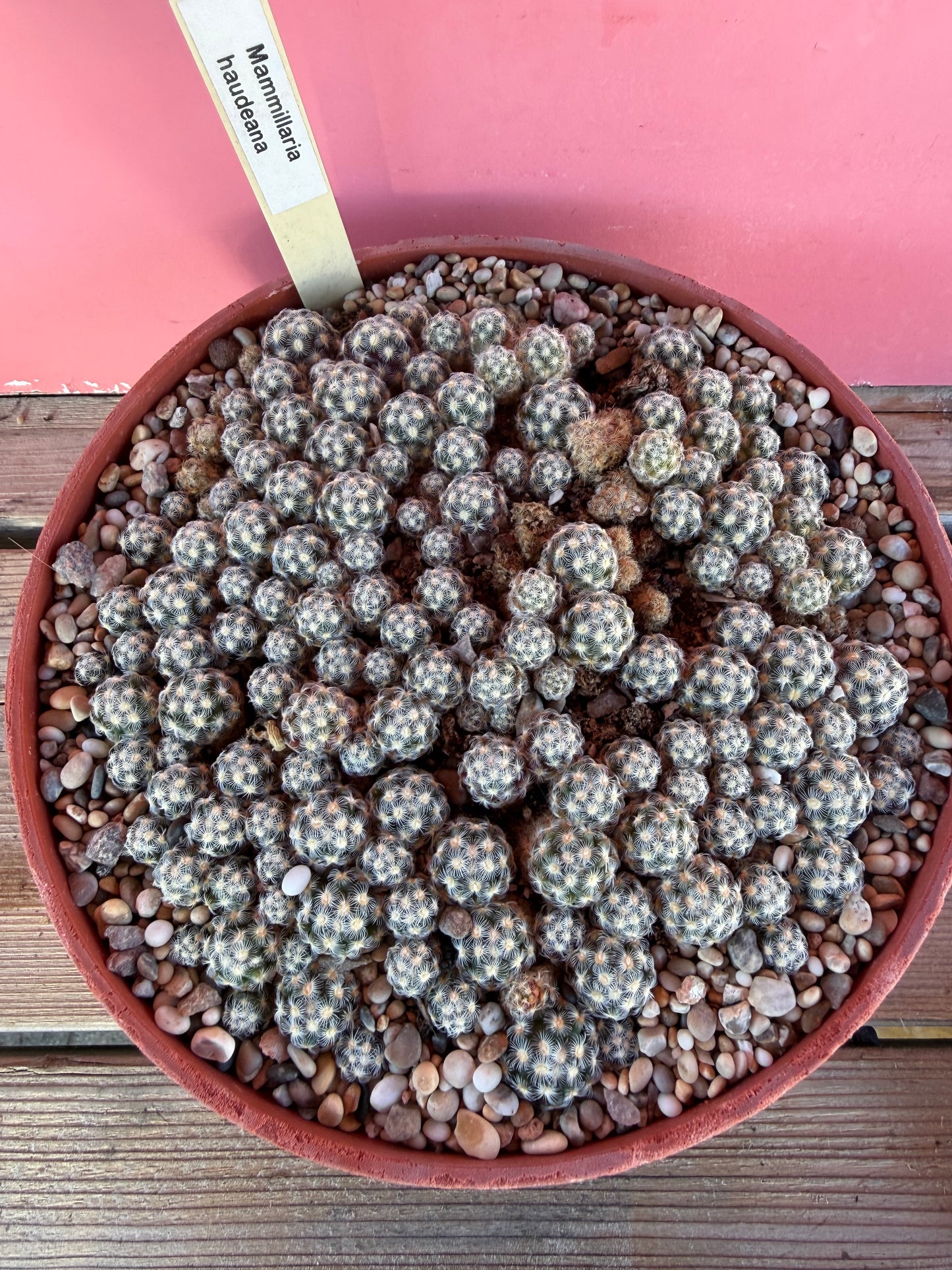 Mammillaria haudeana (1070)