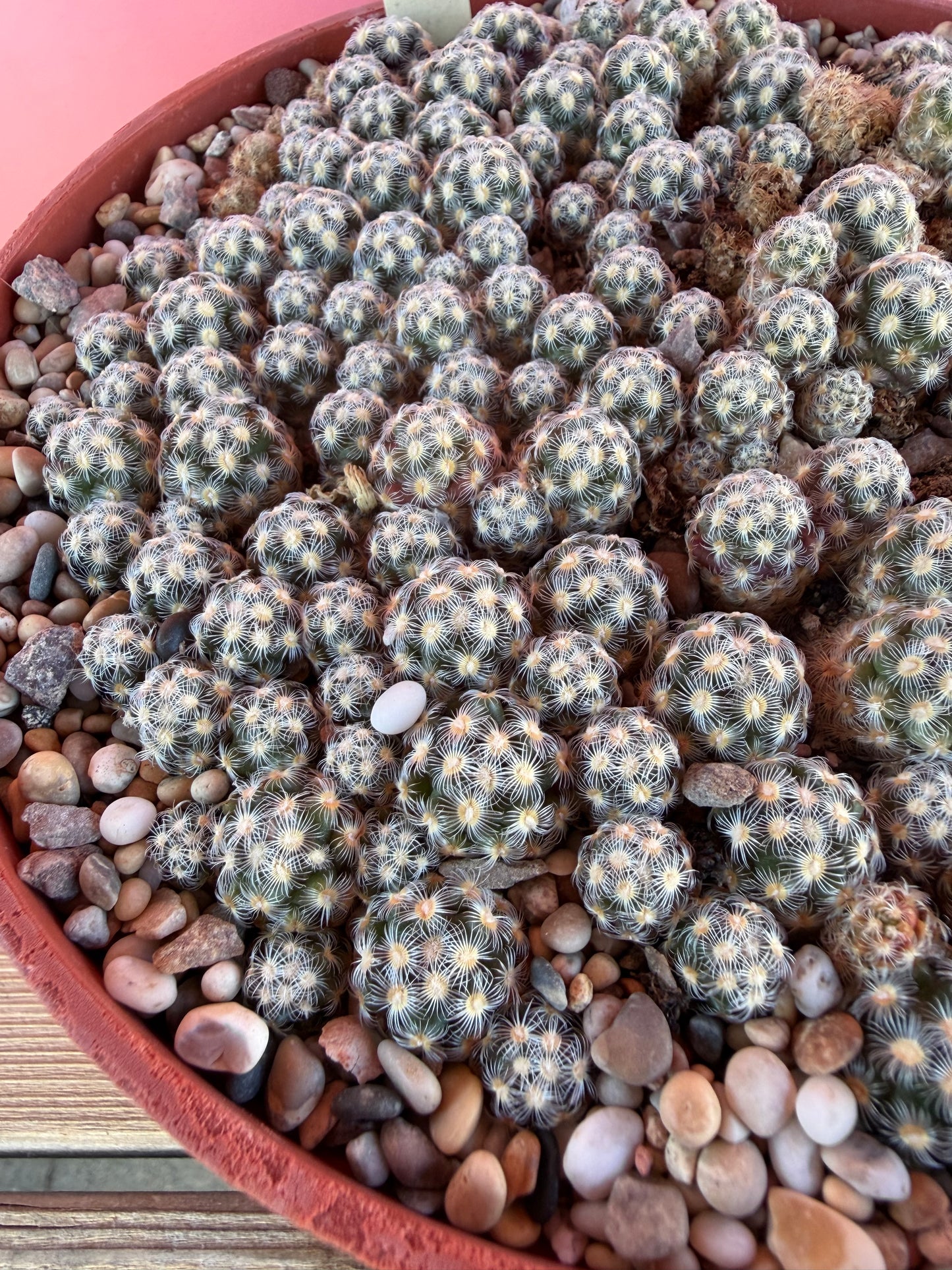 Mammillaria haudeana (1070)