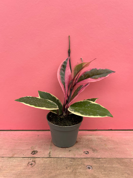 Hoya 'Flamingo Dream'