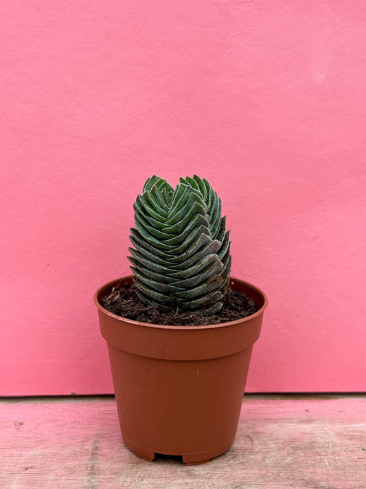 Crassula 'Buddha's Temple'