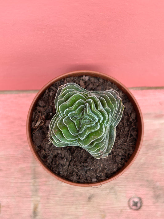 Crassula 'Buddha's Temple'