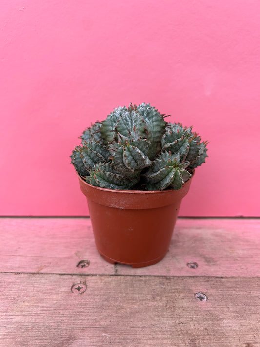 Euphorbia horrida alba