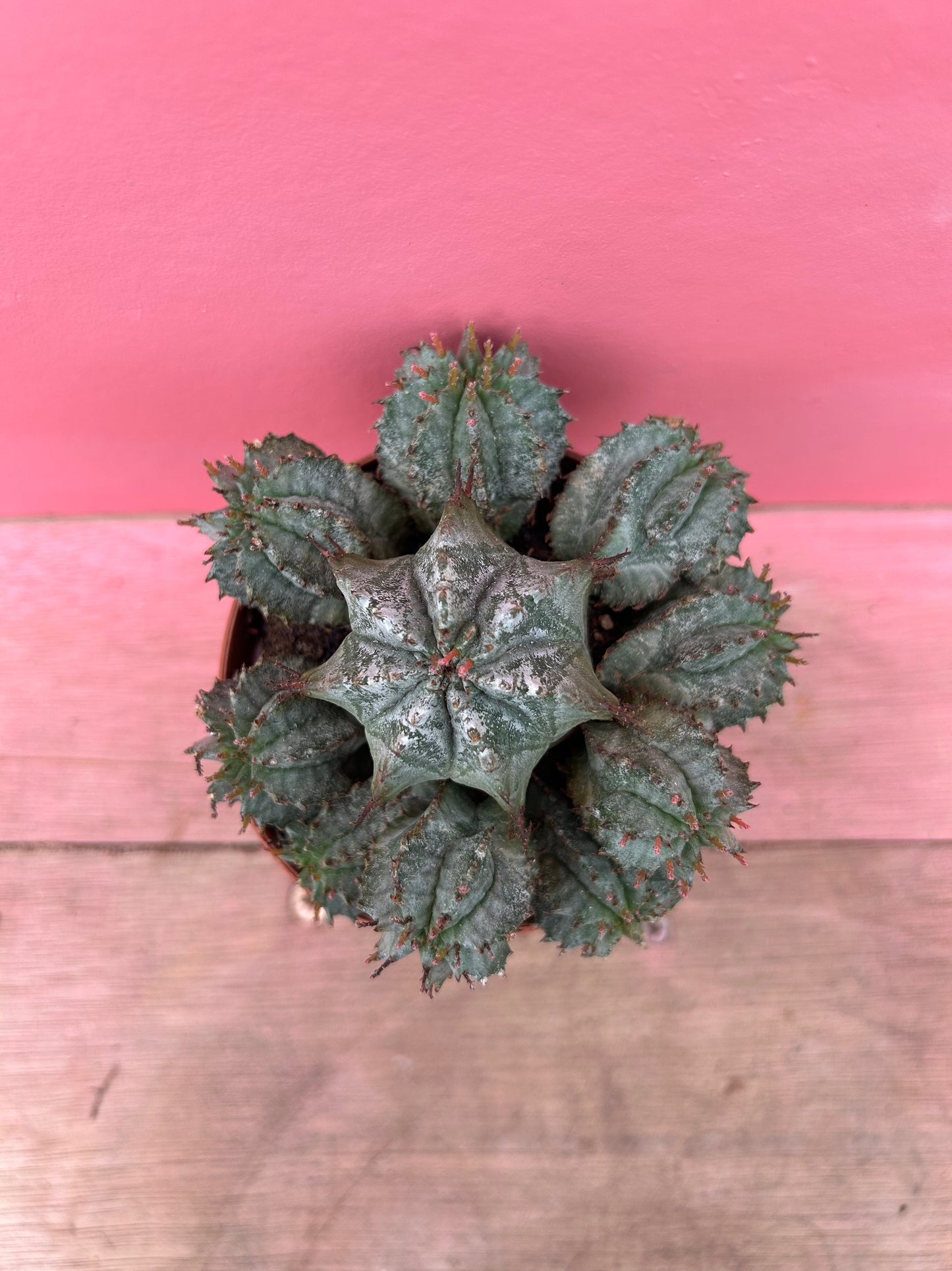 Euphorbia horrida alba