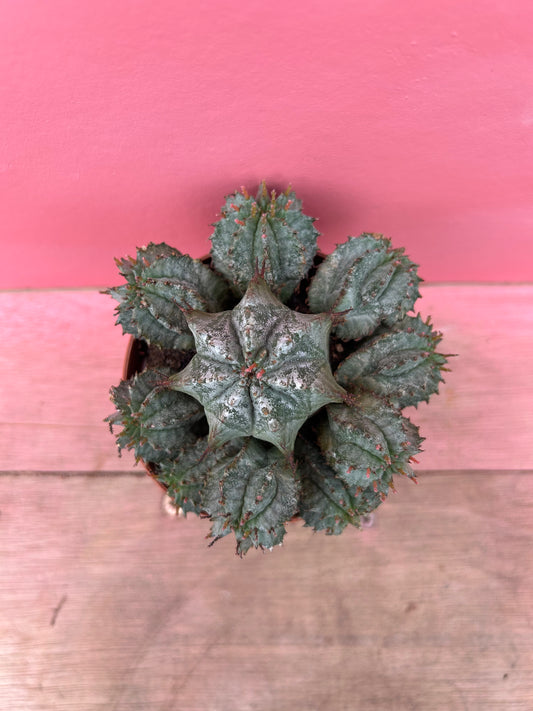 Euphorbia horrida alba