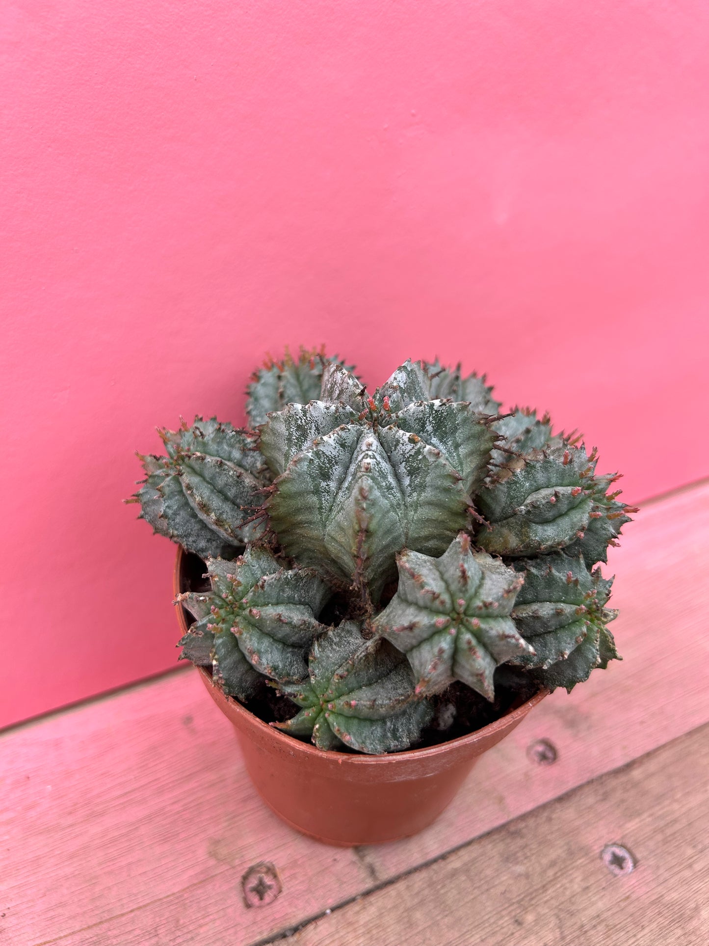 Euphorbia horrida alba