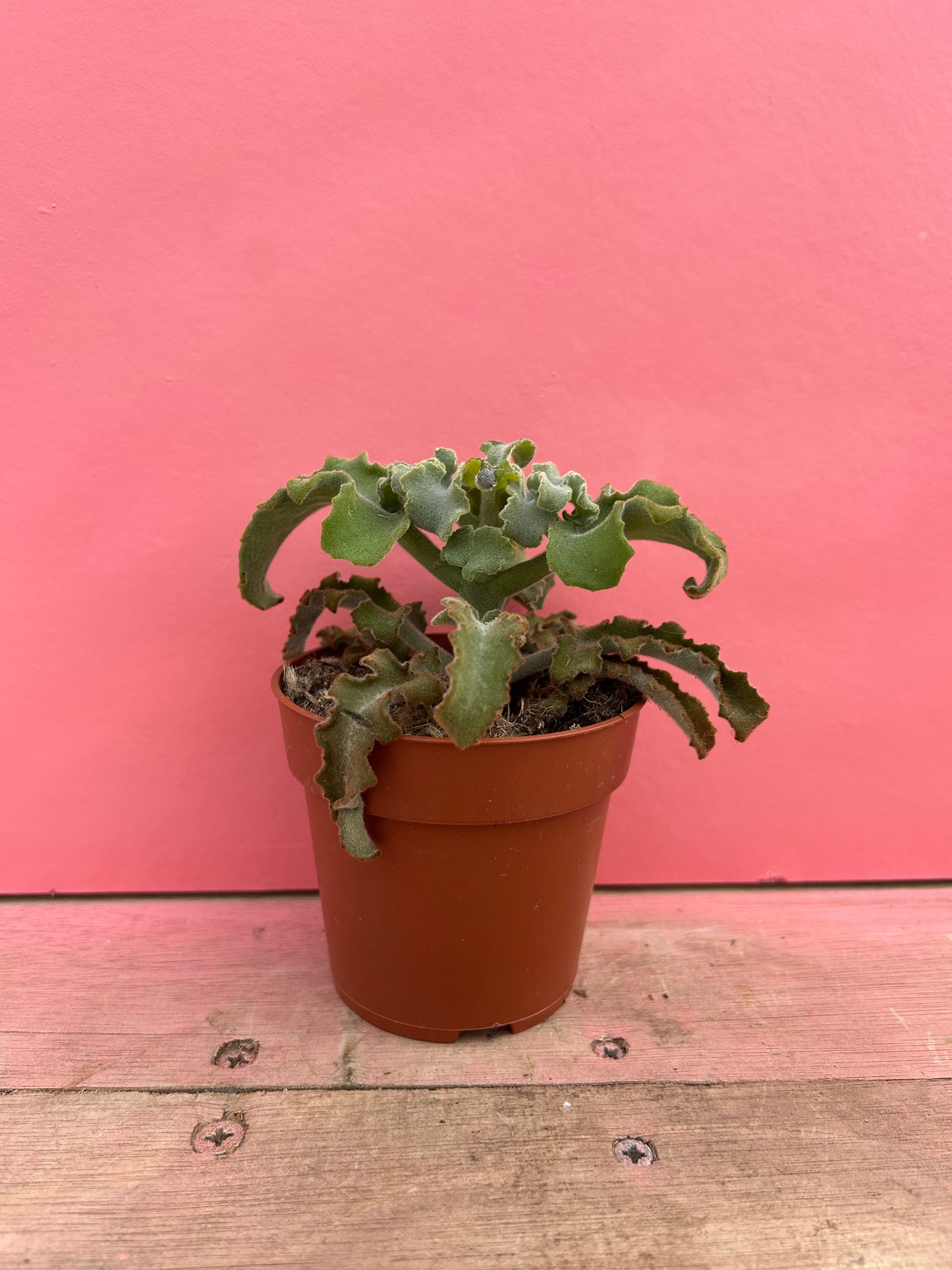 Kalanchoe maltese cross