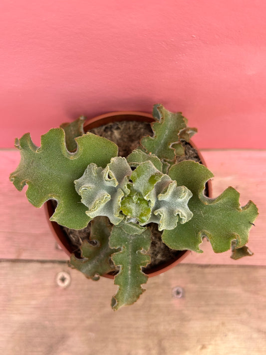 Kalanchoe maltese cross