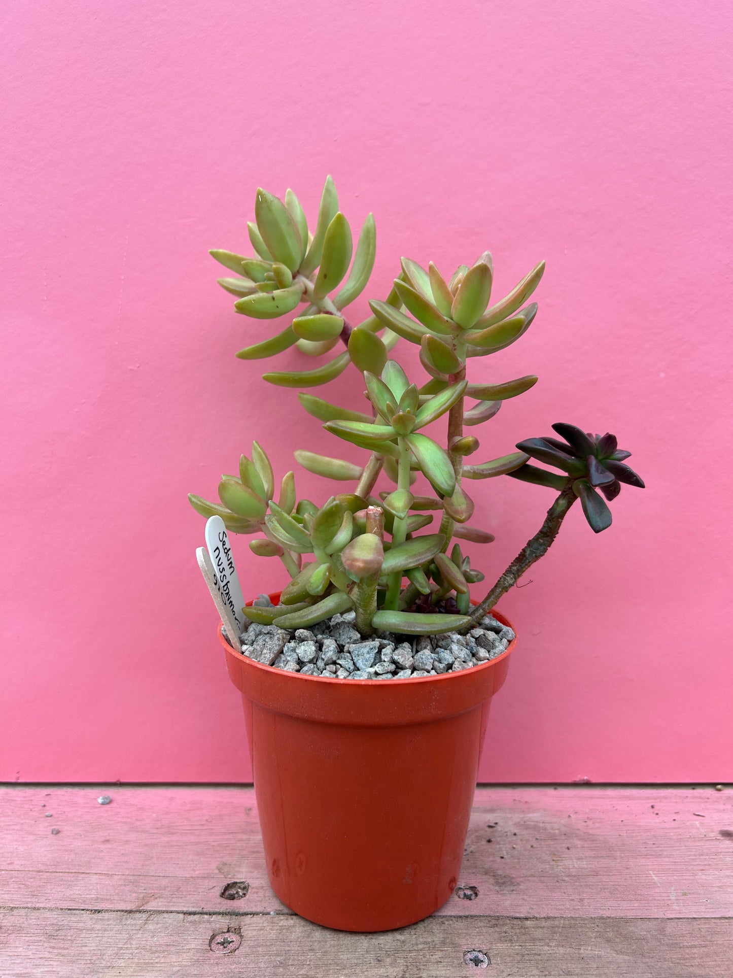 Sedum nussbaumerianum (016)