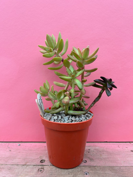 Sedum nussbaumerianum (016)