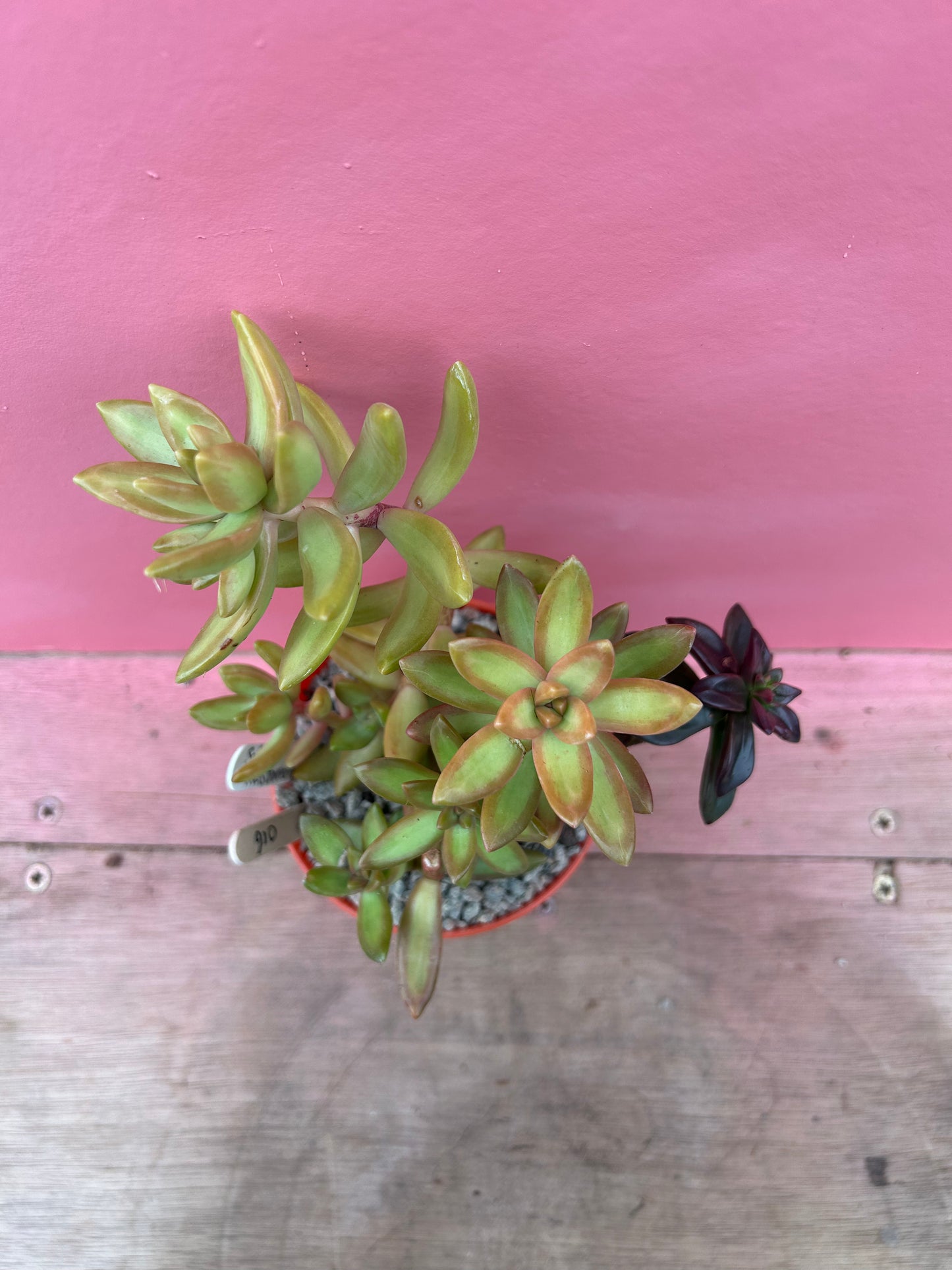 Sedum nussbaumerianum (016)