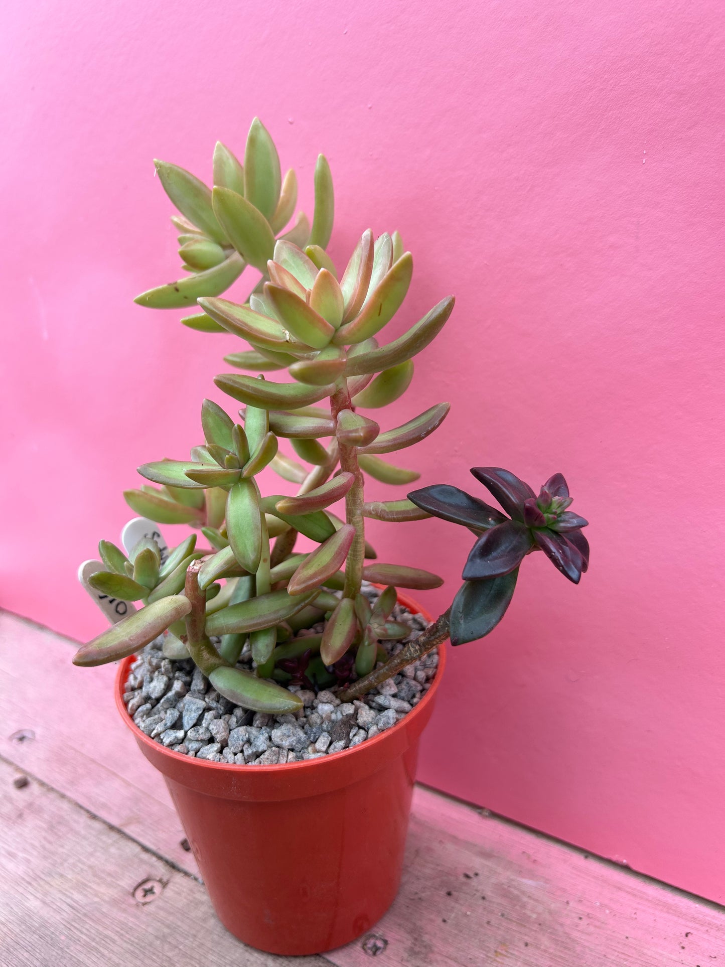 Sedum nussbaumerianum (016)