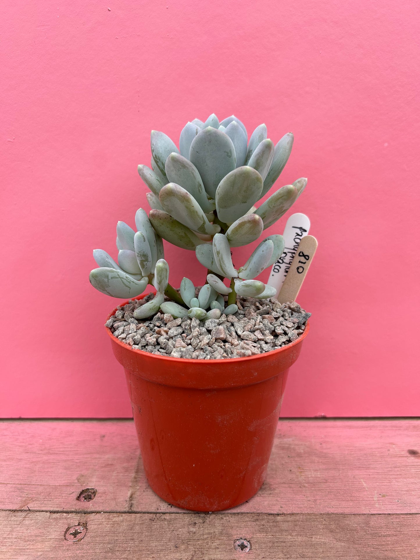 Pachyphytum draco (018)