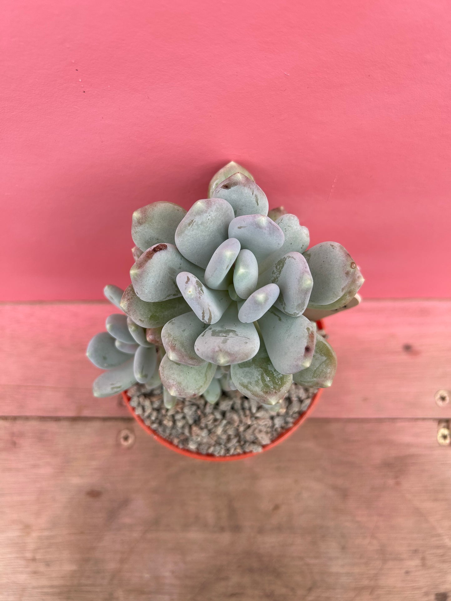 Pachyphytum draco (018)