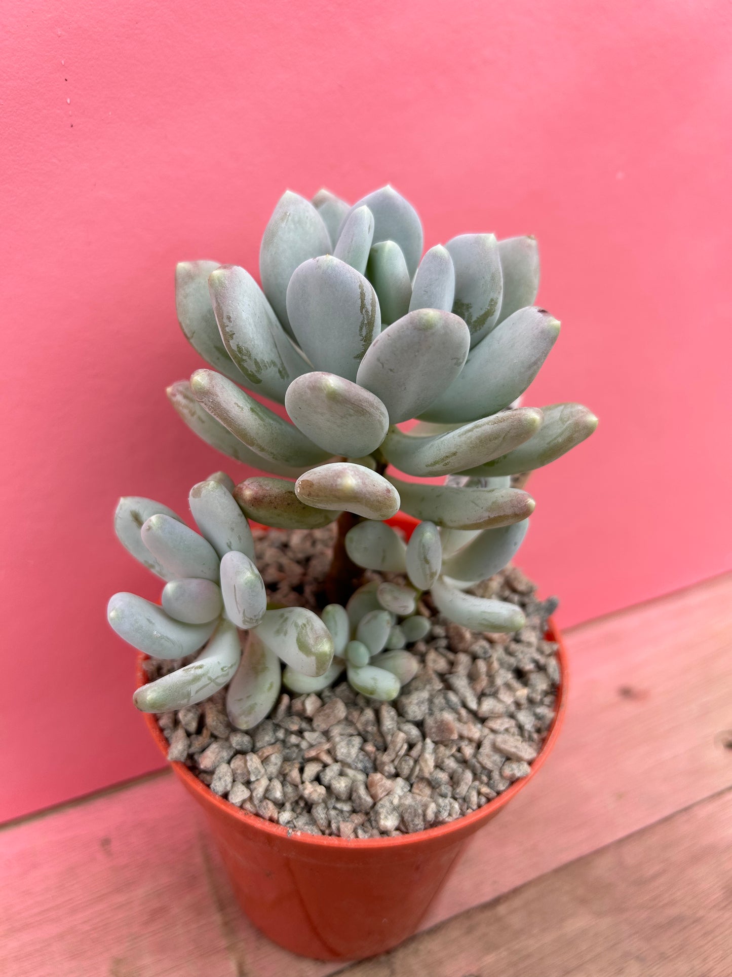 Pachyphytum draco (018)
