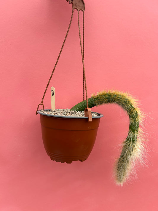 Cleistocactus colademononis nudum (026)