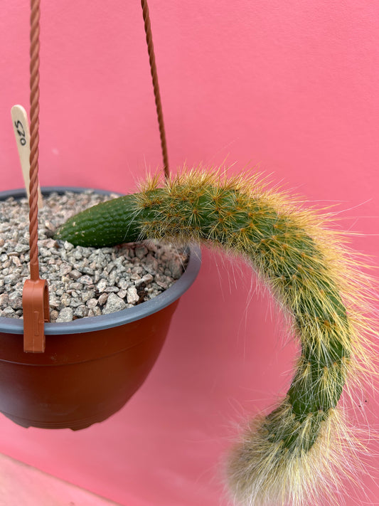 Cleistocactus colademononis nudum (026)