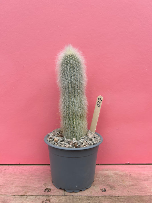 Cleistocactus straussii silver (027)