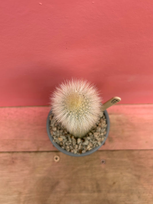 Cleistocactus straussii silver (027)