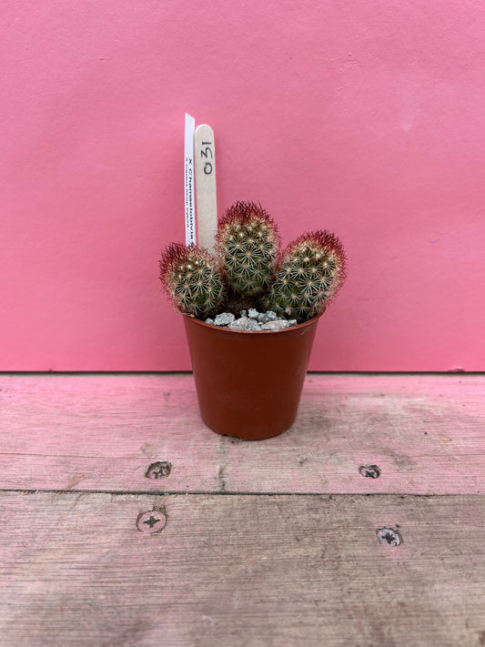 Chamaeolobivia supernova (031)