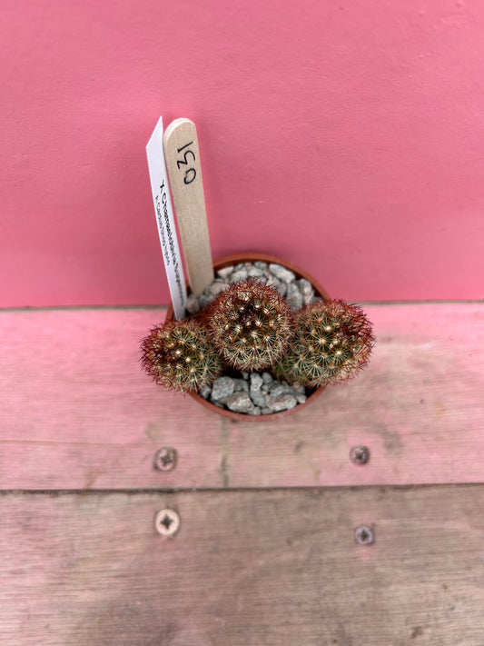 Chamaeolobivia supernova (031)