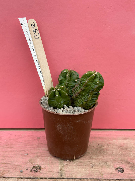 Echinocereus moricalii (032)