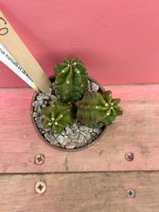 Echinocereus moricalii (032)