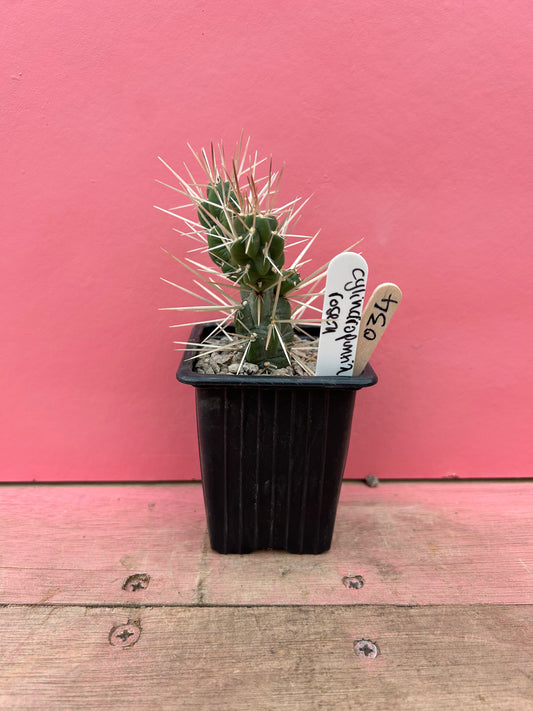 Cylindropuntia rosea (034)