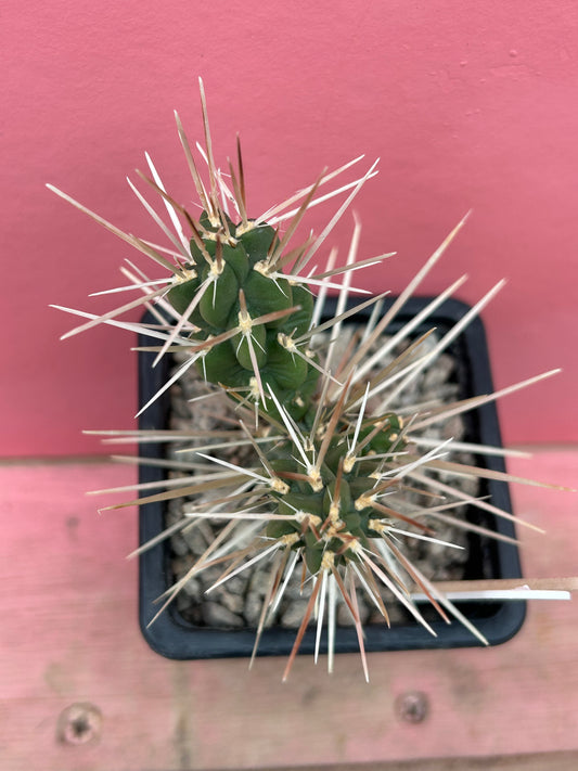 Cylindropuntia rosea (034)