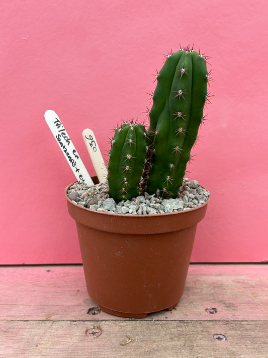 Trichocereus santaensis (036)