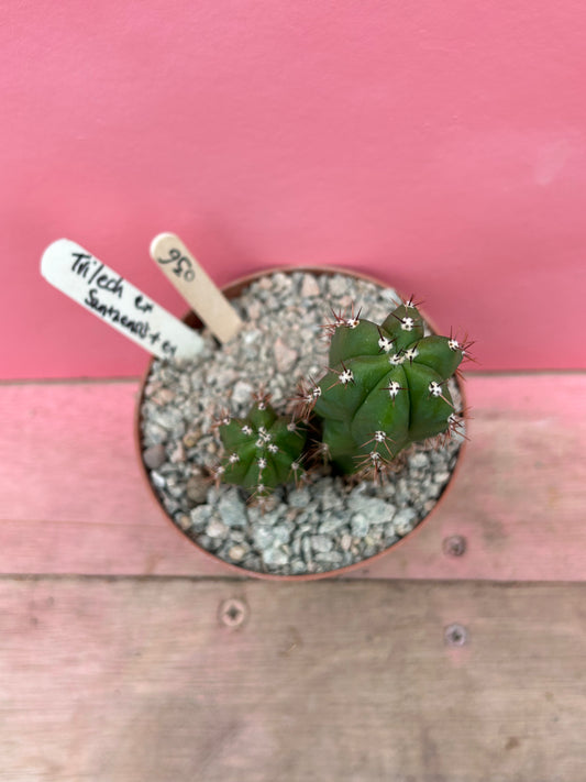 Trichocereus santaensis (036)