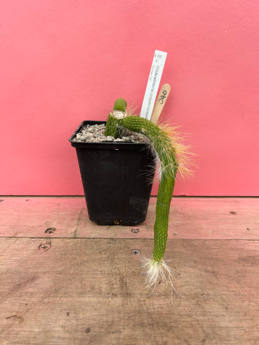 Cleistocactus colademononis 'nudum' (040)