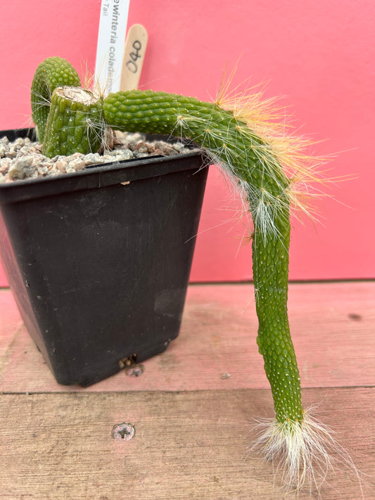Cleistocactus colademononis 'nudum' (040)