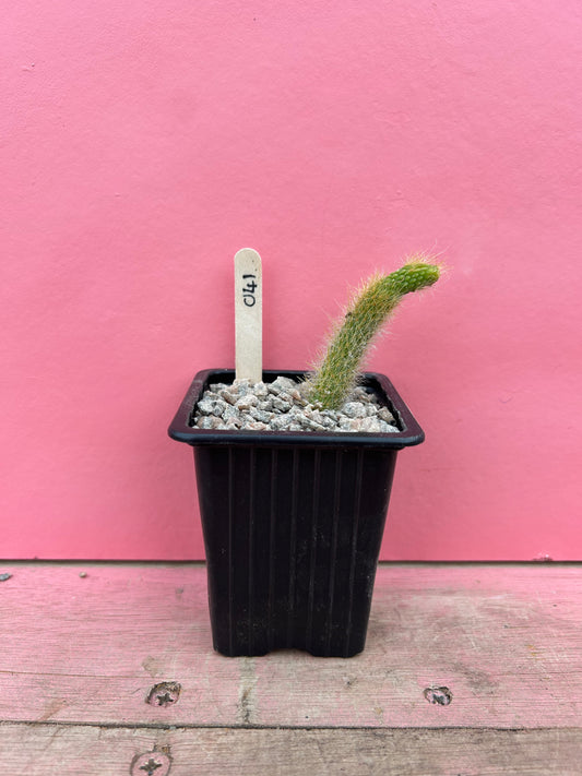 Cleistocactus colademononis 'nudum' (041)