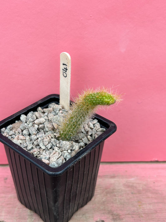 Cleistocactus colademononis 'nudum' (041)