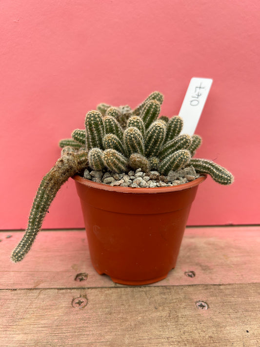 Chamaecereus silvestrii 'Peanut Cactus' (047)