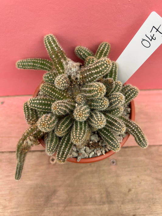 Chamaecereus silvestrii 'Peanut Cactus' (047)
