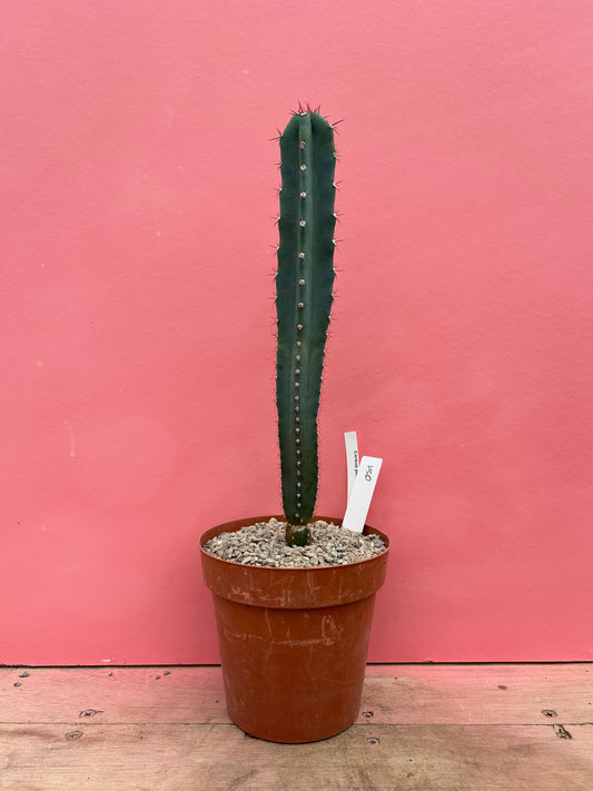 Cereus peruvianus (051)