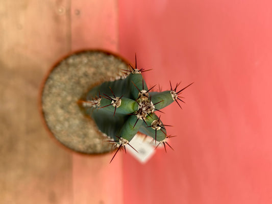 Cereus peruvianus (051)