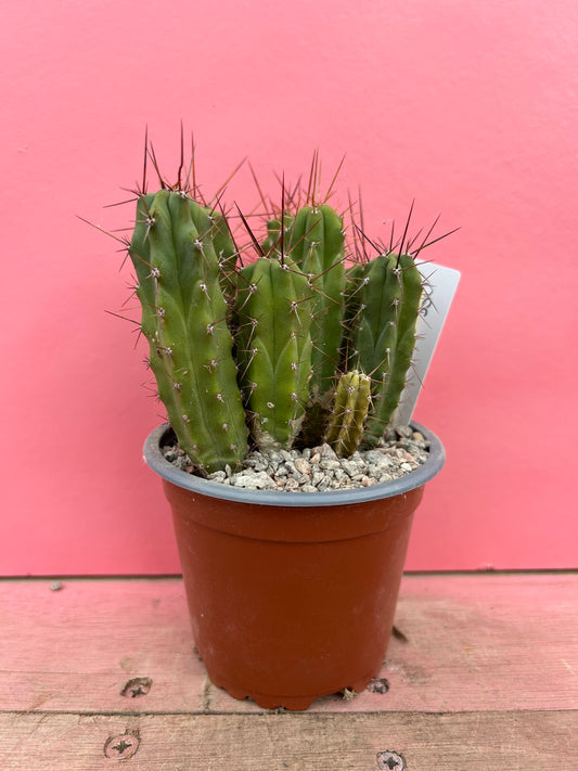 Echinocereus species (055)