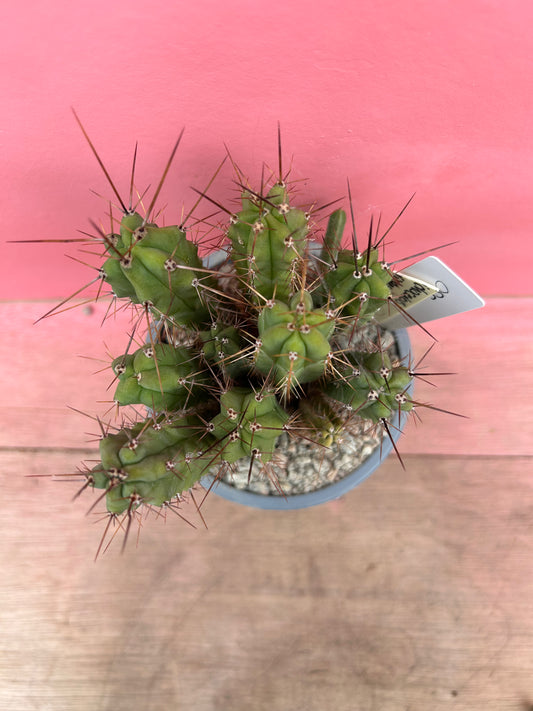 Echinocereus species (055)