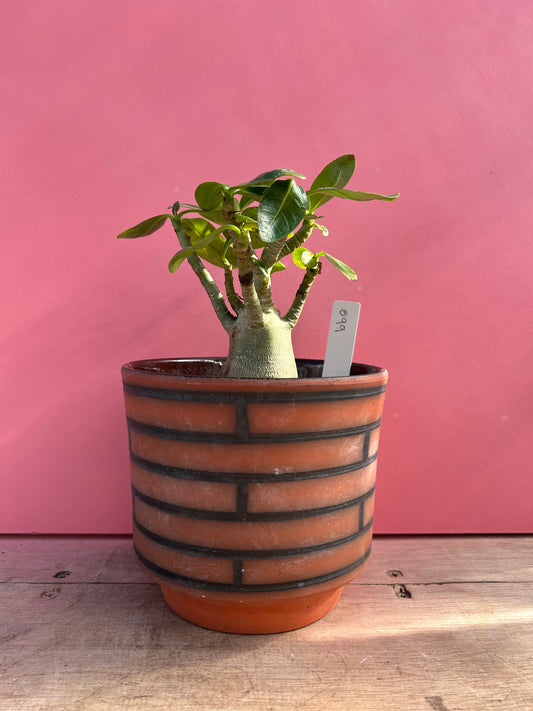 Adenium in Vintage Pot (099)