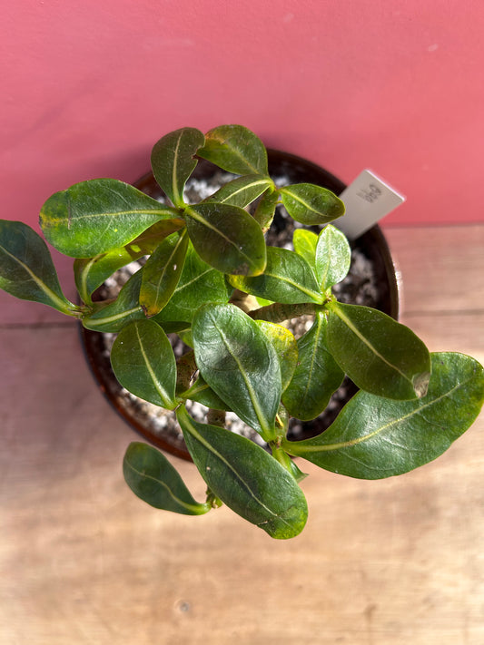 Adenium in Vintage Pot (099)